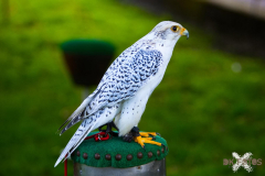 11.-13.08.23 Falknerei