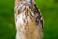 Falknerei110823_0001