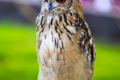 Falknerei110823_0002