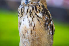 Falknerei110823_0003