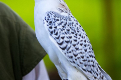 Falknerei110823_0004