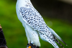 Falknerei110823_0005