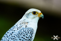 Falknerei110823_0007