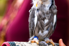 Falknerei130823_0001