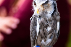 Falknerei130823_0002