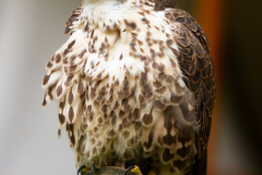 Skyhunters220723_0005