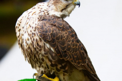 Skyhunters220723_0008
