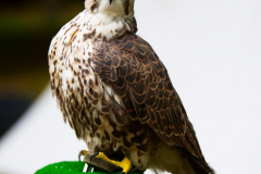 Skyhunters220723_0009