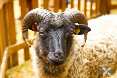 22.07.23 Streichelzoo