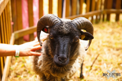 Streichelzoo220723_0002