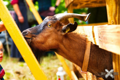 Streichelzoo220723_0005