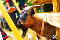 Streichelzoo220723_0006