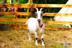 Streichelzoo220723_0008