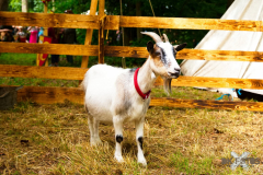 Streichelzoo220723_0009