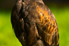 Skyhunters240923_0008