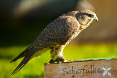Skyhunters240923_0015