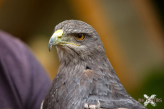 Skyhunters300723_0001