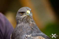 Skyhunters300723_0002