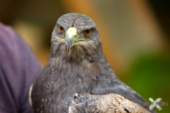 Skyhunters300723_0003