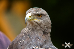 Skyhunters300723_0004