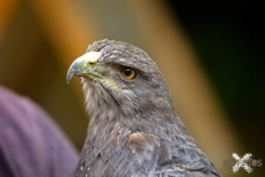 Skyhunters300723_0005