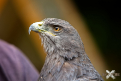 Skyhunters300723_0006