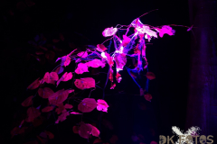 AnnoSamhain2025_Markt_16