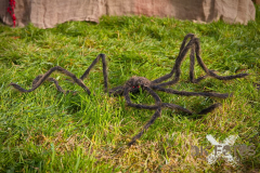 AnnoSamhain2025_Markt_64