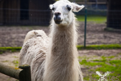 AnnoSamhain2025_Markt_81