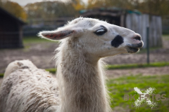 AnnoSamhain2025_Markt_82