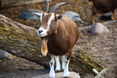 AnnoSamhain2025_Markt_85