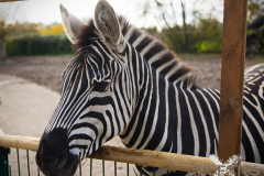 AnnoSamhain2025_Markt_86