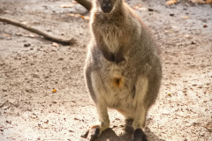 AnnoSamhain2025_Markt_92