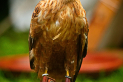 Markt_MPSBuebu22025_025