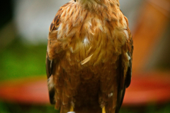 Markt_MPSBuebu22025_026