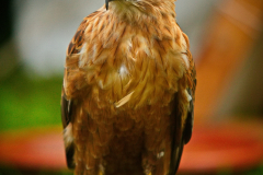 Markt_MPSBuebu22025_027