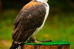 Markt_MPSBuebu22025_028