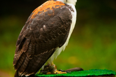 Markt_MPSBuebu22025_029