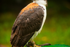 Markt_MPSBuebu22025_030