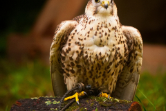 Markt_MPSBuebu22025_031