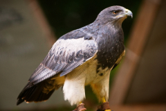 Markt_MPSBuebu22025_033