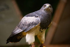 Markt_MPSBuebu22025_034