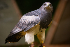 Markt_MPSBuebu22025_035