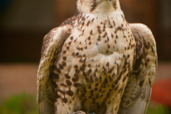 Markt_MPSBuebu22025_037