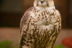 Markt_MPSBuebu22025_038