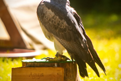 Skyhunters_MPSLuhmuehlen2025_001