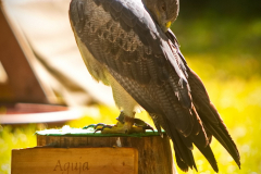 Skyhunters_MPSLuhmuehlen2025_002