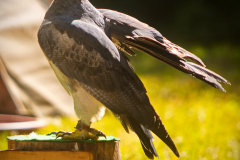 Skyhunters_MPSLuhmuehlen2025_003