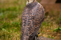 Markt_MPSSpeyer2025_013