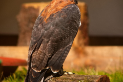 Markt_MPSSpeyer2025_026